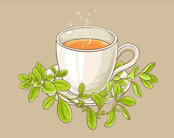 полезные свойства чая